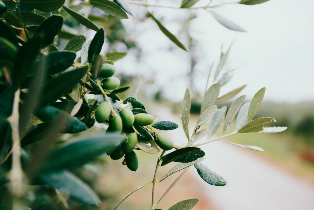 Mallorca, Olivenöl mit geschützter Herkunftsbezeichung seit 2002