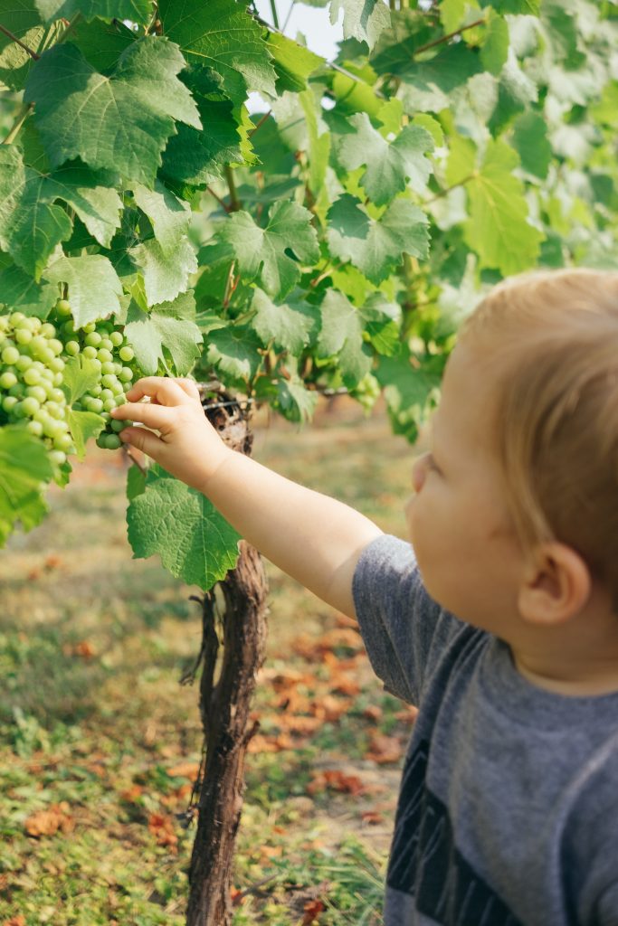 Mallorca, tierra de vinos: desde las denominaciones de origen Pla i Llevant y Binissalem a la Serra de Tramuntana-Costa Nord