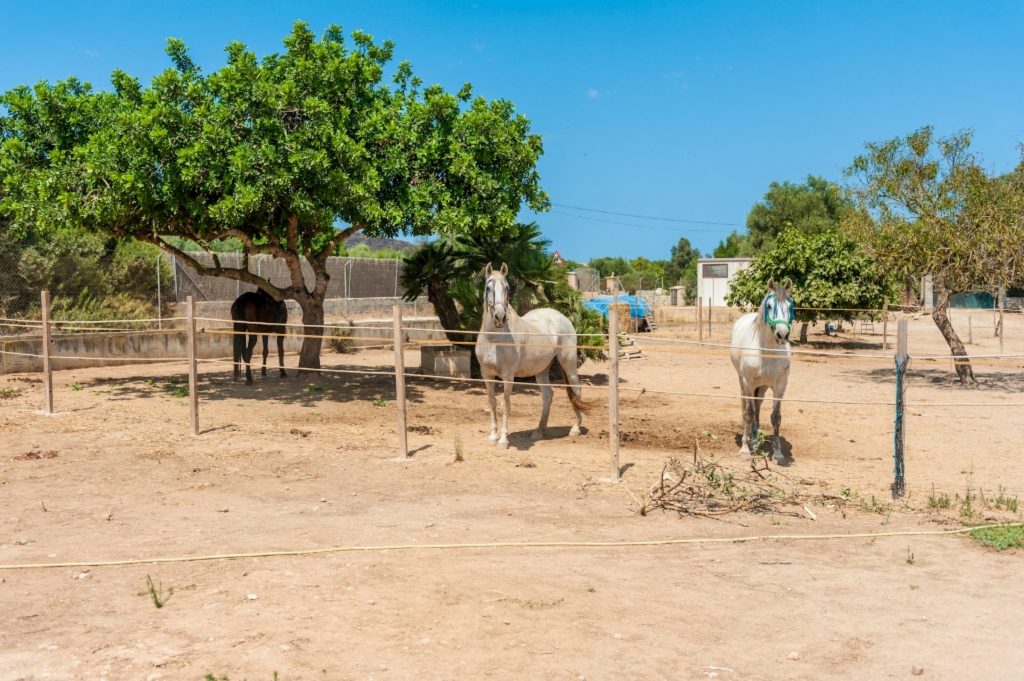 montar a caballo en Mallorca