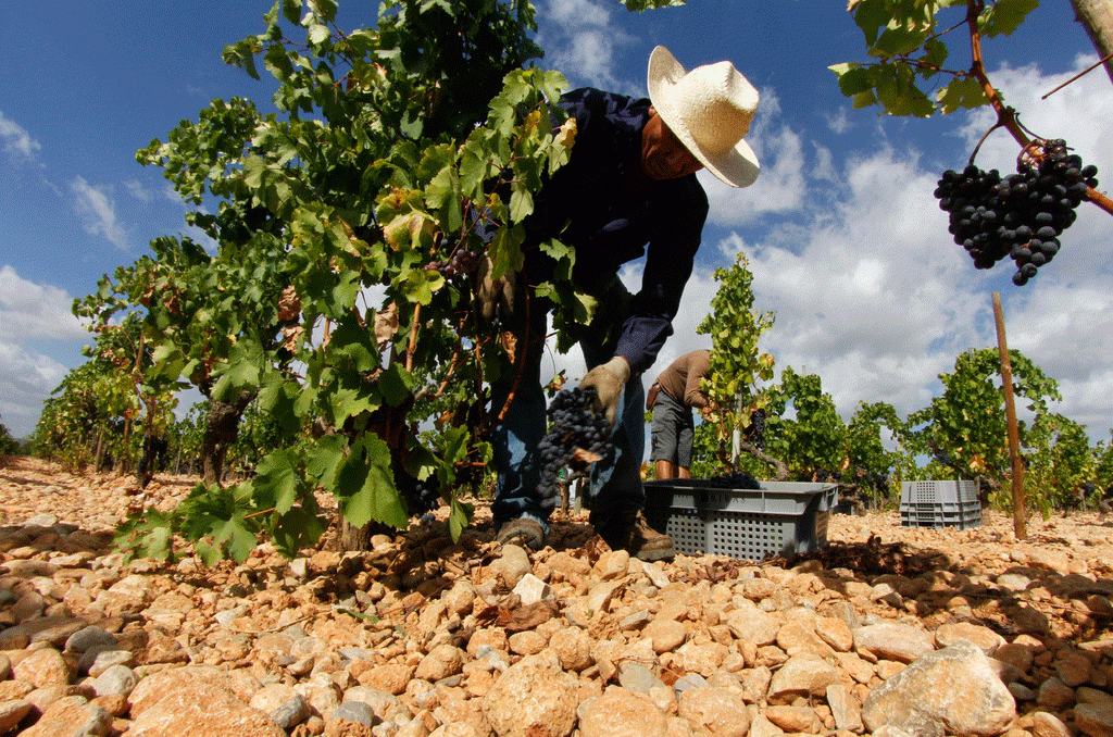 Die Erntezeit der Trauben findet auf Mallorca im September statt