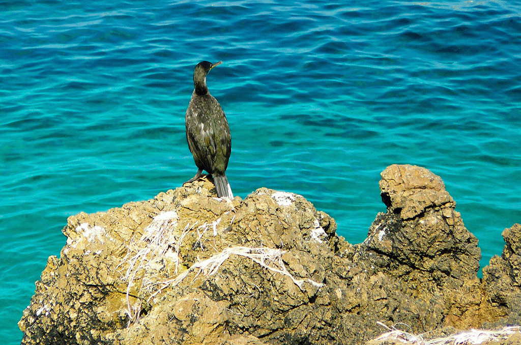 Beim Wandern auf Mallorca im Winter kann man viele verschiedene Vogelarten bewundern