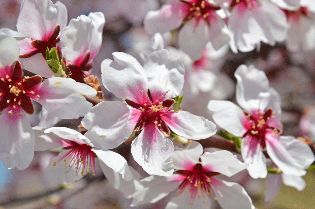 Die Mandelblüte auf Mallorca ist der Vorbote des Frühlings