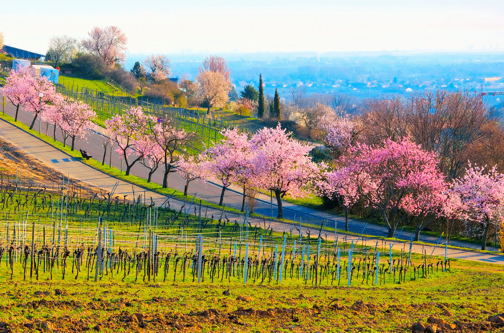 Die Mandelblüte auf Mallorca hüllte die Hügel in einen rosa und weißen Mantel