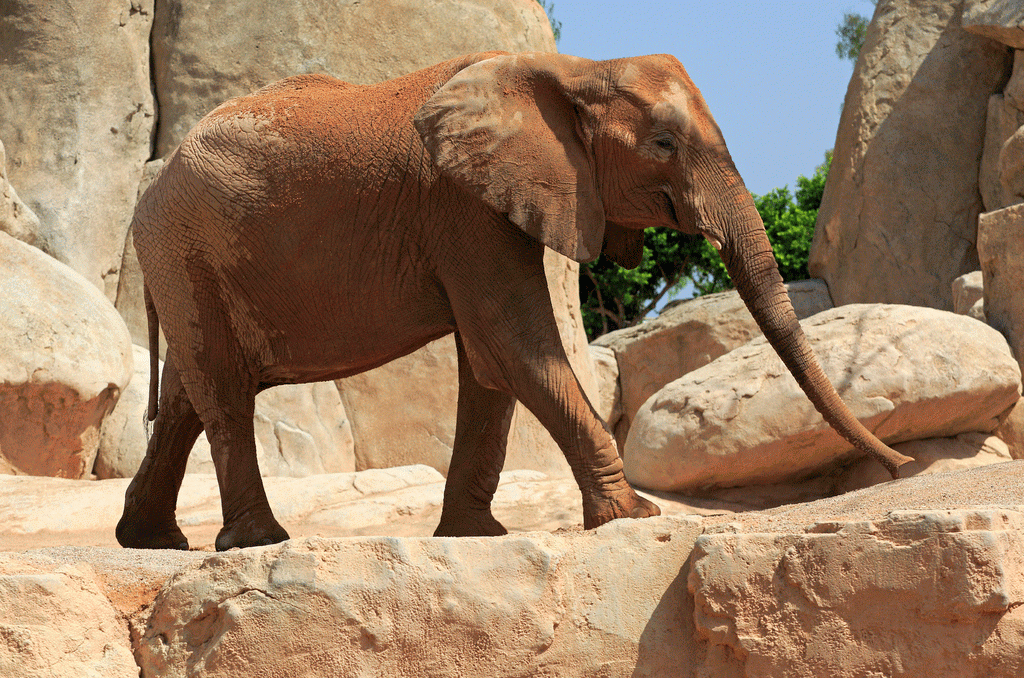 Zoológico en Valencia