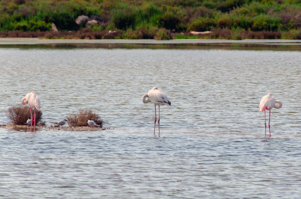 Qué hacer en Santa Pola: visitar las salinas

