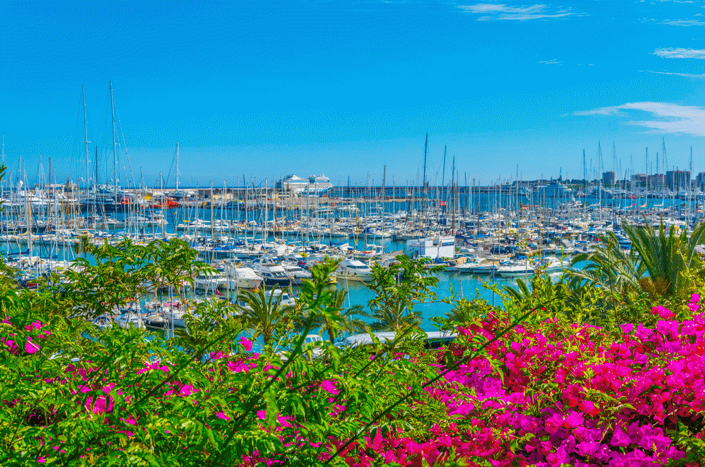 Zu Ostern auf Mallorca blühen überall Blumen und Sträucher