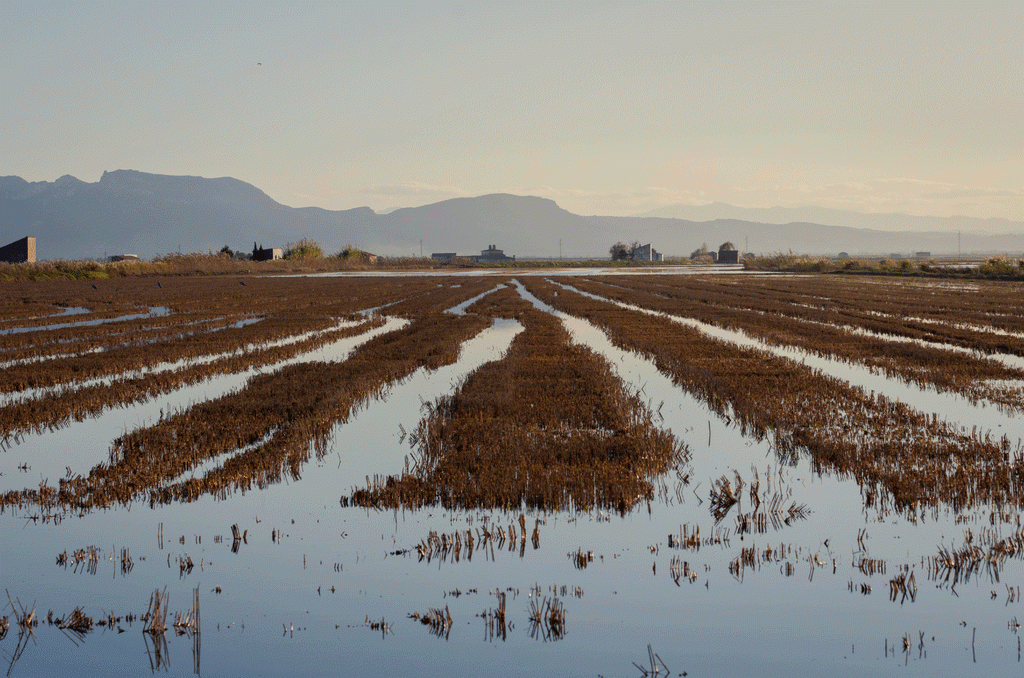 Arrozales de la Denominación de Origen de Valencia