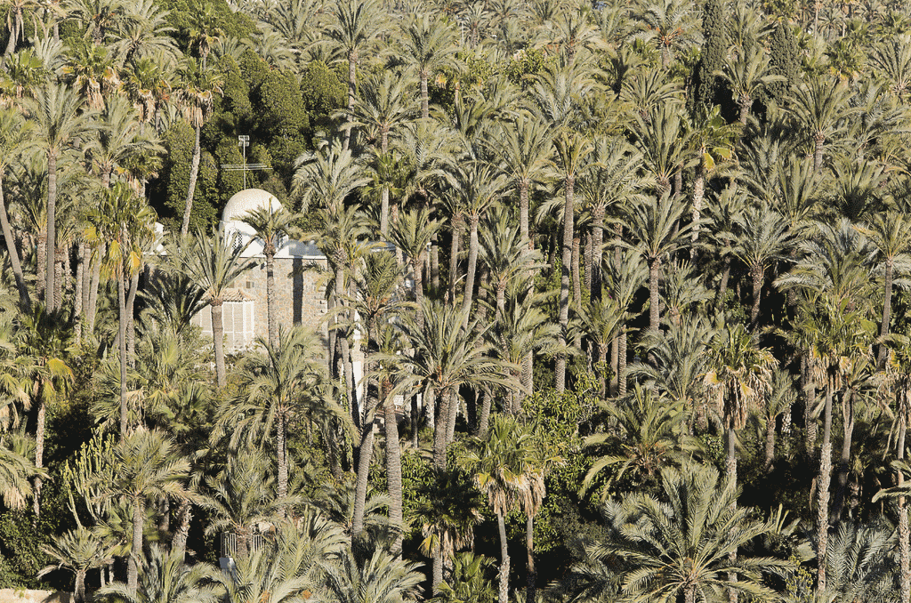 Qué ver en elche: el Palmeral 