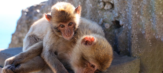Gibraltar macaques