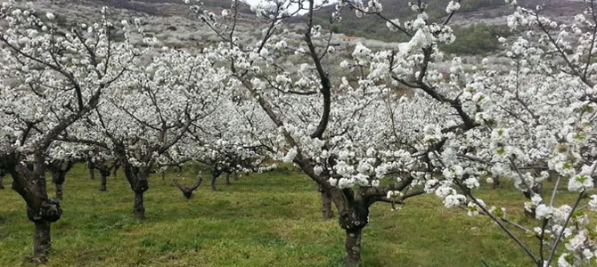 Cerezos en flor en Alfarnate